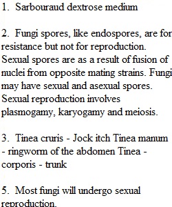 Lab - The Fungi